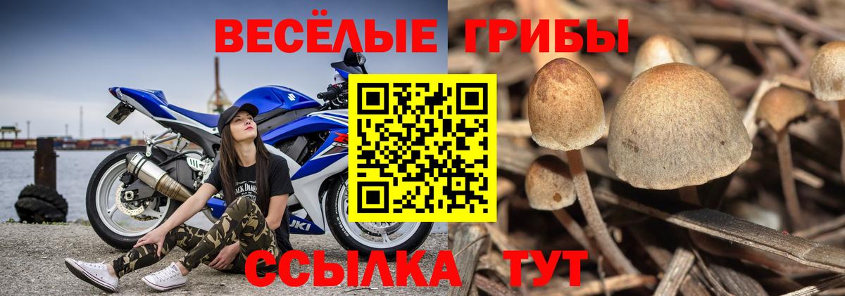 Псилоцибиновые грибы Psilocybe  Псилоцибиновые грибы GOLDEN TEACHER  Каспийск  Вход с VPN 